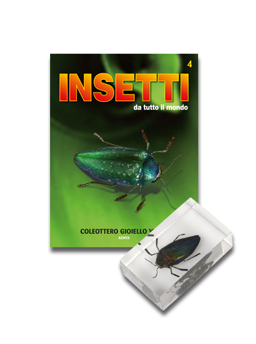 COLEOTTERO GIOIELLO VERDE